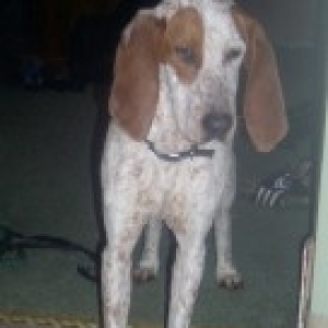 Priscilla our foster Coonhound