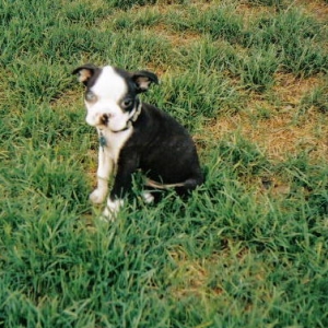Baby Frank