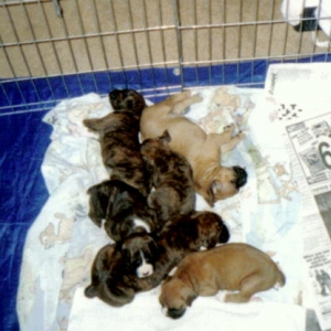 Pooped out puppies