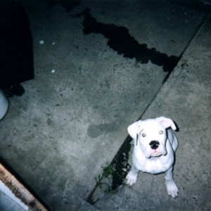 Good boy...