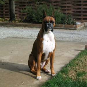 Ozzie Posing