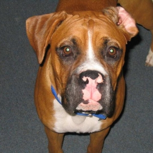 Scooby!