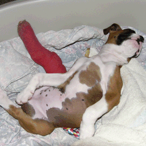 Fast Asleep