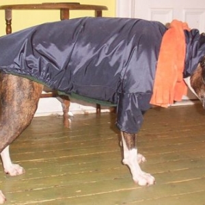 P?n?loppe with Igor's coat
