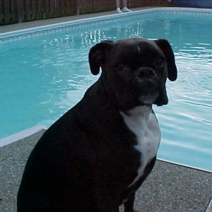 Harley at the Pool