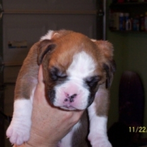 Samson at 2 weeks