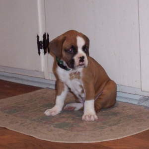 Samson 6 weeks