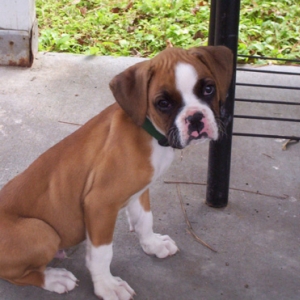 9 weeks