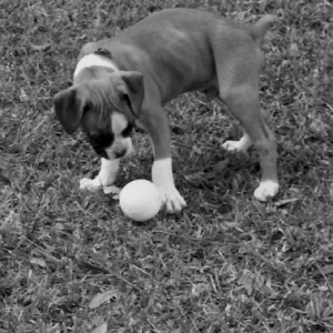 Samson at play