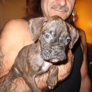 Spirit - 6 1/2wks