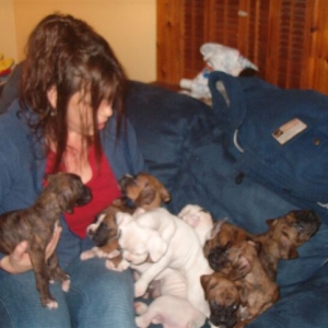 Boxer Puppy Heaven!