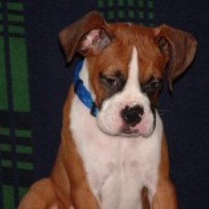 Dexter @ 4 months