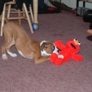 Dexter meets Elmo