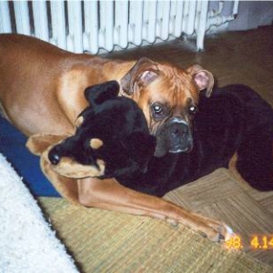 tank and his rottie