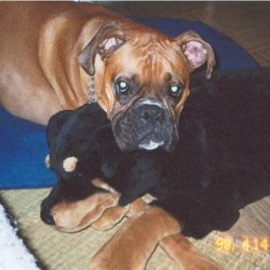 tank and his rottie (2)