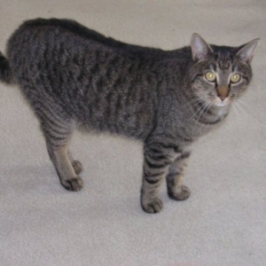 Andy-Cat