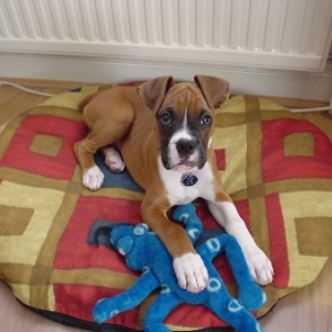Leave my toy alone!!!