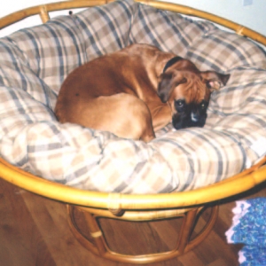 Who's chair is it?