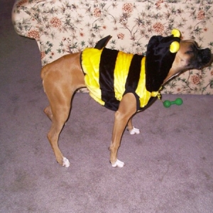 sammy's halloween