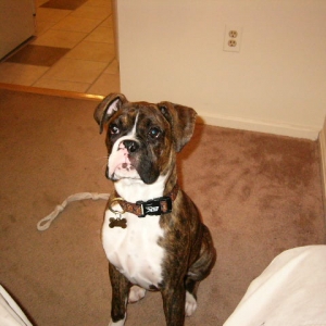 Big Otis