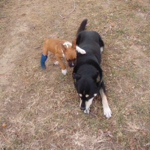 Flying ear dog attack