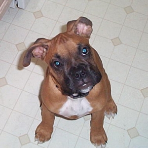 Harley is asking for a treat!!