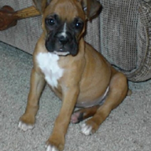 Roxy Balboa @ 9wks