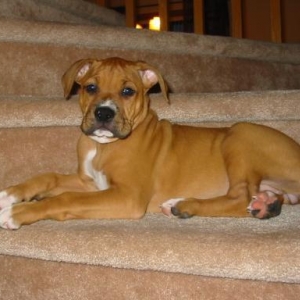 Our gorgeous girl Holly