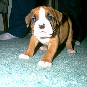 Our new baby Gracie