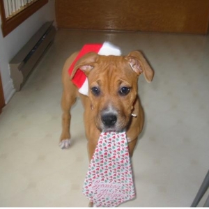 santas helper