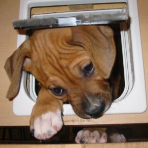 where's taz gone!!!!