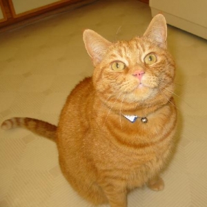 taz