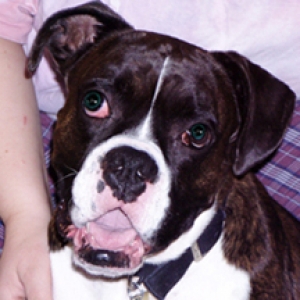 My Dog Reggie!