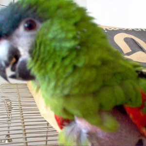 My Macaw Reggie