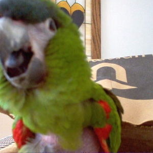Reggie Attacking the camera