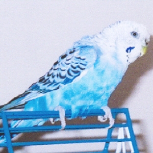 My Parakeet Winky
