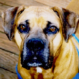Silver faced Sammy