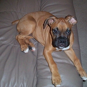 Our little Princess Harley