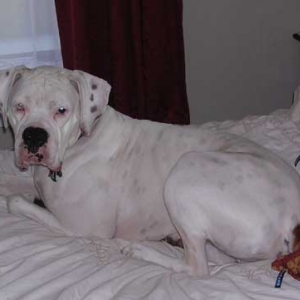 Finn looking very handsome and comfortable on my bed