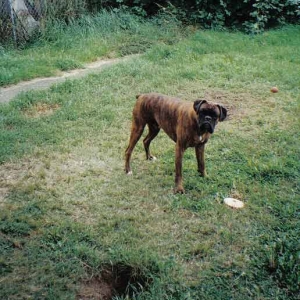 In memory of Tyson