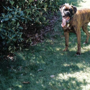 In memory of Tyson