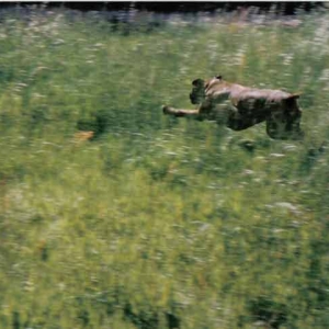 In memory of Tyson