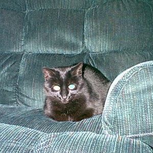 Itty Bitty Pretty Kitty