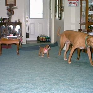 Bo and Gracie, day 3