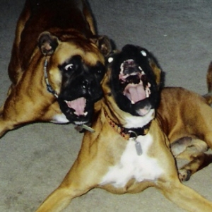 I can talk louder than you!
