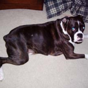 Reggie Laying Down
