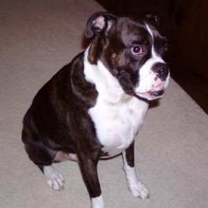 Reggie sitting