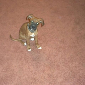 Sampson at 4 months
