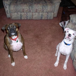 Cooper and Stoney behaving!