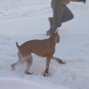 Oskar in his new boots!